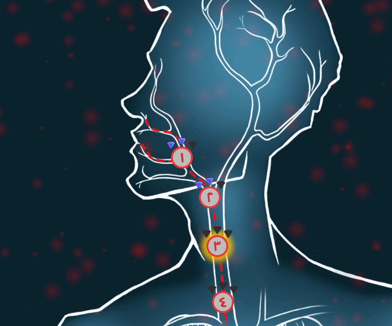 چگونه ویروس ها وارد روده می شوند؟ 