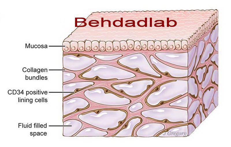 عضو جدید در بدن انسان کشف شد